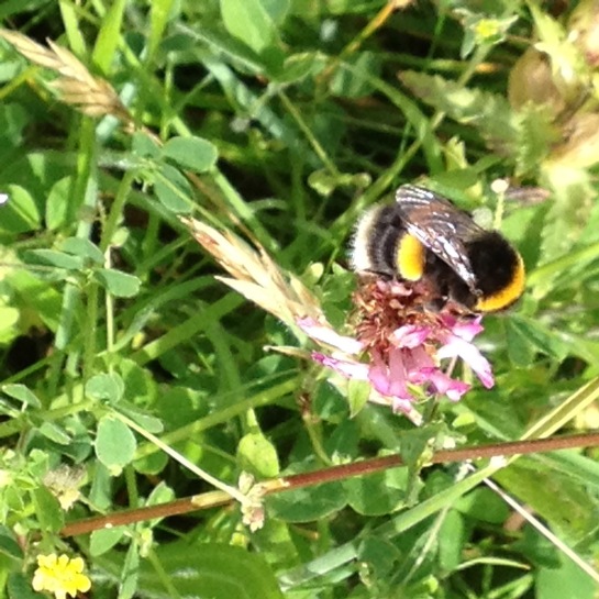 Bumblebee in Clover